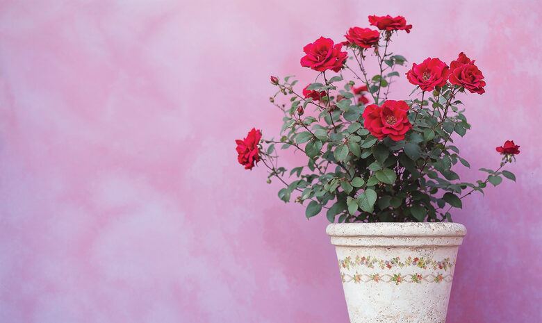 DITSY BLOOM